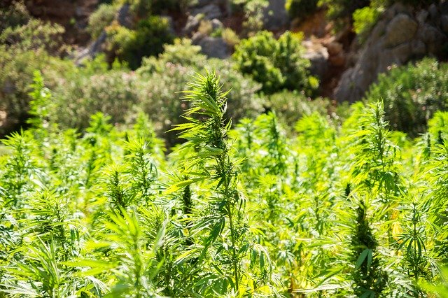 cannabis-farm
